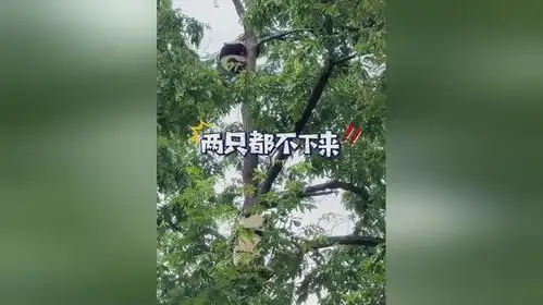 10个月的大熊猫宝宝爬树就能爬这么高啦简直厉害到爆
