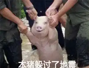 一只地震中被救的猪,做成表情包更好笑了哈哈哈

