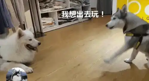 二哈跟萨摩被主人惩罚,结果它们俩还吵起来,太搞笑了
