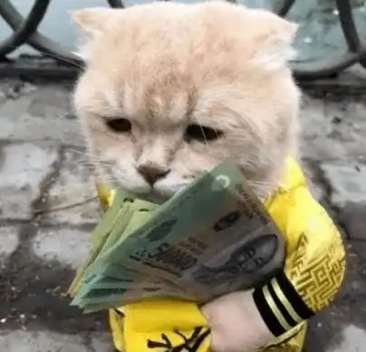 小橘猫穿上工作服,帮主人卖河豚,嘟嘴表情萌翻
