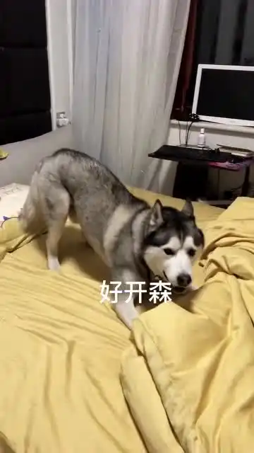 哈士奇犯二一直在转圈圈怎么办在线等,挺急的
