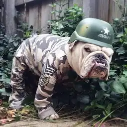 英国斗牛犬慵懒的老佛爷,行走的表情包