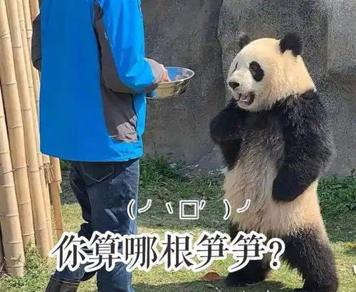 熊猫生气表情包我可是享受国宝待遇的,你的良心不会痛吗
