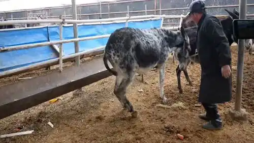 花毛驴蹄子厚,走路姿势很搞笑杜师傅给它修一修,这下好了
