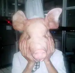 不坐牢就能吃牢饭女星和禽兽有一拼
