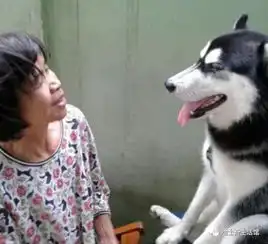 给乡下奶奶买了一只二哈,回家发现奶奶这样对待二哈
