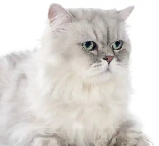 适合家养的宠物猫,山东狮子猫英短狸花猫等快看有你喜欢的吗