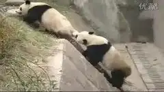 可爱大熊猫爆笑闹分手9月1日
