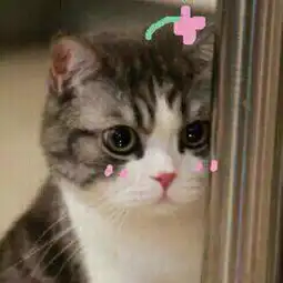 猫咪搞怪头像来一波
