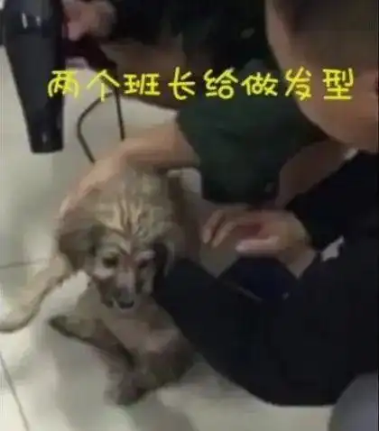 乐馨推荐小姐姐们注意国家分配的兵哥哥可能被狗子劫走了

