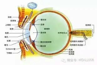 近视眼形成的原理
