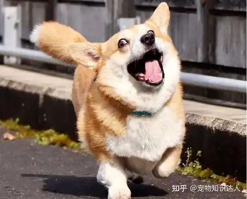 狗狗排行榜之最傻的狗,看看你家狗上榜没
