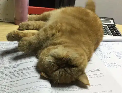 有些猫注定要成为表情包,因为太丑了

