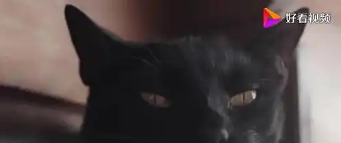 作死老外恶搞猫咪,在猫背后偷偷放黄瓜,转身的瞬间老外傻眼了

