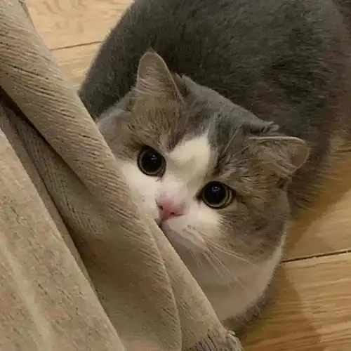 wechat搞怪猫咪头像
