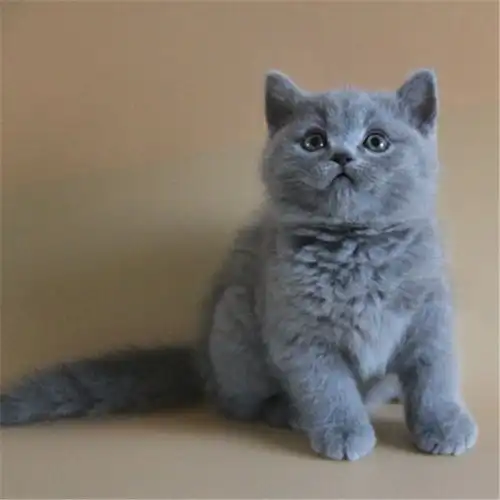 转让纯种宠物猫英短蓝猫2千