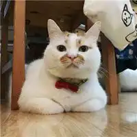 超可爱网红猫楼楼头像逗比搞笑网红猫楼楼头像图片
