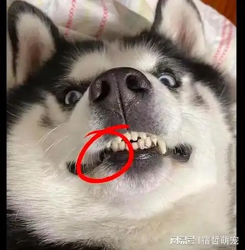 哈士奇去健身房,把杠铃当成骨头来咬,连牙都磕掉了,傻不傻啊狗狗犬科宠物驯养动物网易订阅
