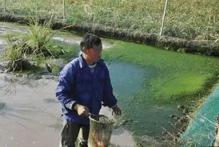 土地干旱严重,农民抽水库灌溉,没想到收获满满,农民乐开了花
