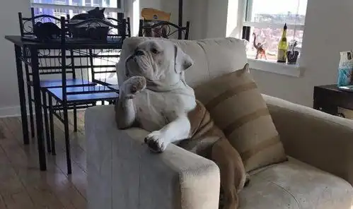 斗牛犬讨要食物被主人拒绝,恼怒之下的表情让人哭笑不得
