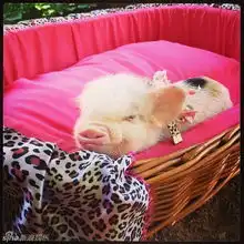 超萌小猪走红网络镜头感十足
