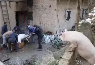 求一头猪爬到墙上看杀猪的图片
