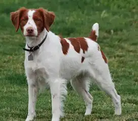 不列塔尼猎犬的养护常识解决狗狗口臭问题
