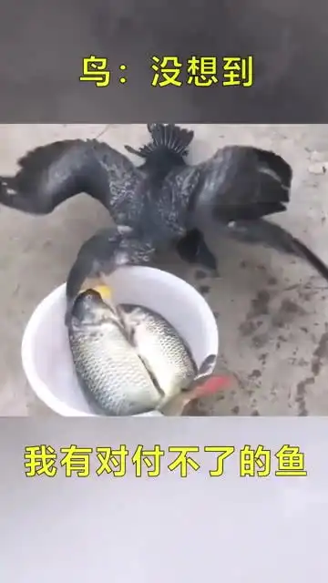 鱼有本事把我吃了,别在那里瞎比划
