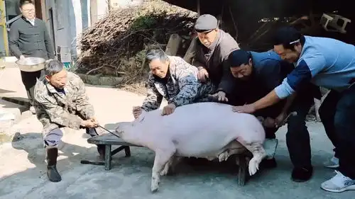 老屠夫杀猪,还是有点搞笑,拿个钩子乱钩
