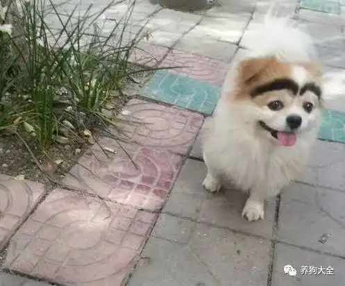 老觉得街上这狗不怎么对劲,仔细一看韩式半永久小吴的忧伤
