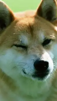 当初反对养狗的爸妈把二哈活生生地养成了猪
