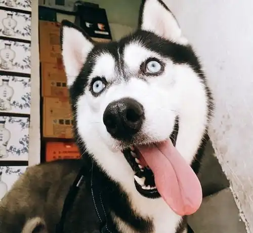 婚礼现场让俩斗牛犬当伴郎,全程捣蛋抢镜,笑翻全场