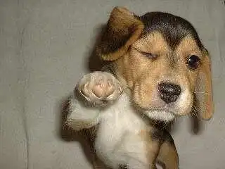 dog
