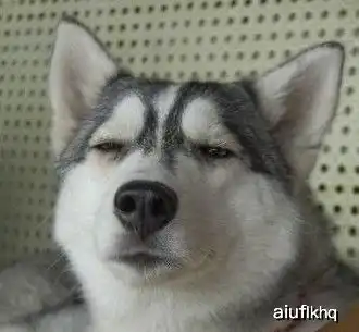 搞笑段子二哈,你好像不是很服气
