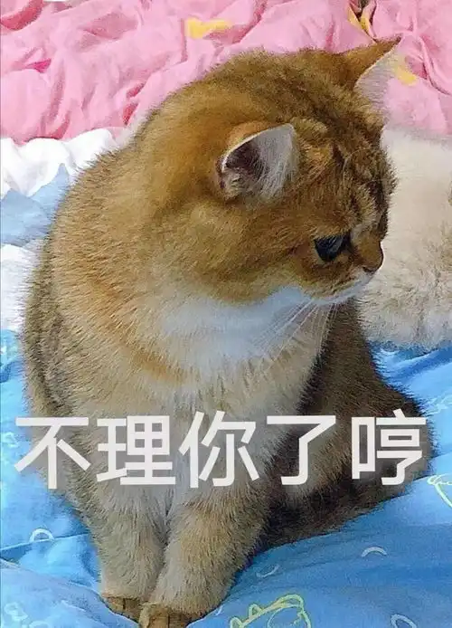 可爱小猫小狗表情包