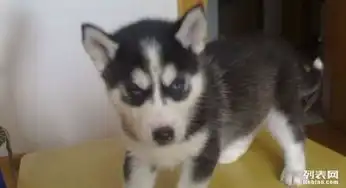 一窝很聪明的家养的哈士奇犬狗出售转让了温顺可爱
