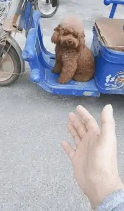 搞笑gif媳妇,你要是敢把这个猪头吃完,那咱俩就过不下去了
