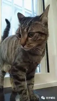 猫咪抓蜜蜂被蛰成猪头哈哈哈
