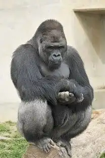 岛国黑猩猩是男模转世