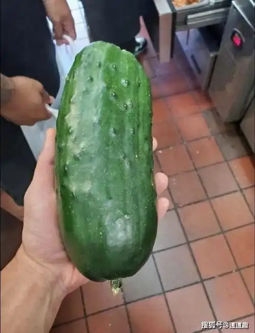 搞笑图片猫猫吃了没文化的亏,不然肯定会换个地方
