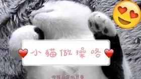 带感的猫狗disko,带走所有的不开心
