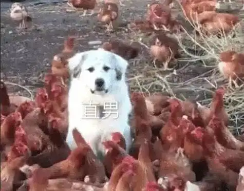 搞笑图片风太大了,赶快回家
