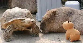 水豚怎么这么淡定啊
