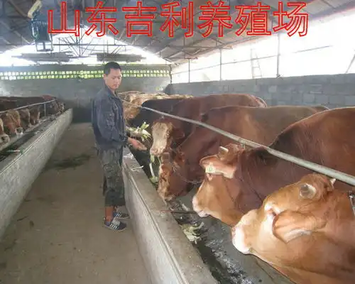 搞养殖业养牛赚钱多还是养猪赚钱多