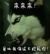 二哈突然一本正经起来,我还真有点不习惯了
