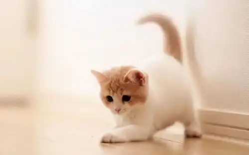 猫咪洗澡难,记住这几点,轻松给猫咪洗澡
