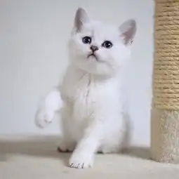 无锡哪里卖纯种英短渐层宠物猫,无锡渐层多少钱,本地上门