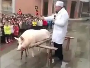 幼儿园组织孩子围观杀猪,画面太残忍连我都不敢看
