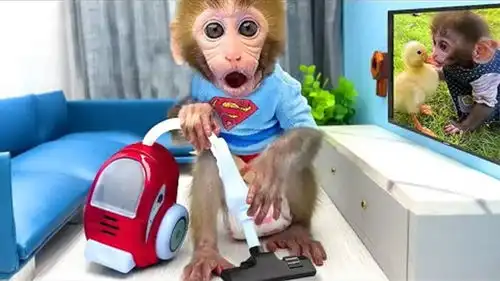 有趣小猴子小猴子把家里打扫得干干净净,迎接好朋友的到来
