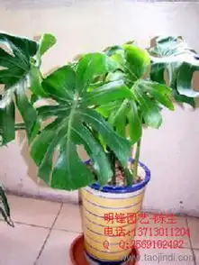 供应龟背竹东莞龟背竹东莞花卉租赁东莞植物租赁价格厂家图片
